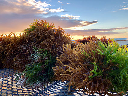 Cargill Carrageenans 必威betyey世界杯嘉吉卡拉胶