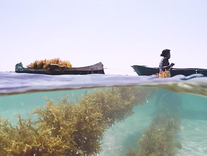 Sustainable Seaweed 可持续海藻